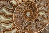 8.2" Agatized, Cut & Polished Ammonite Fossil - Madagasar - #191368-5